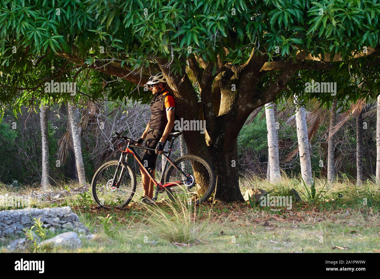 Un cycliste au repos dans la soirée au coucher du soleil sous un arbre. Banque D'Images