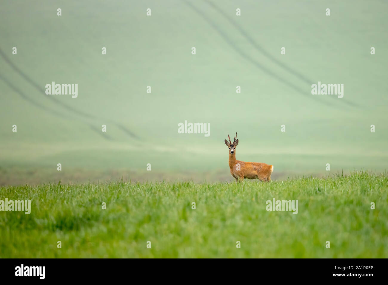 Cerfs sauvages au pays agricole marche sur un champ vert en été. Banque D'Images