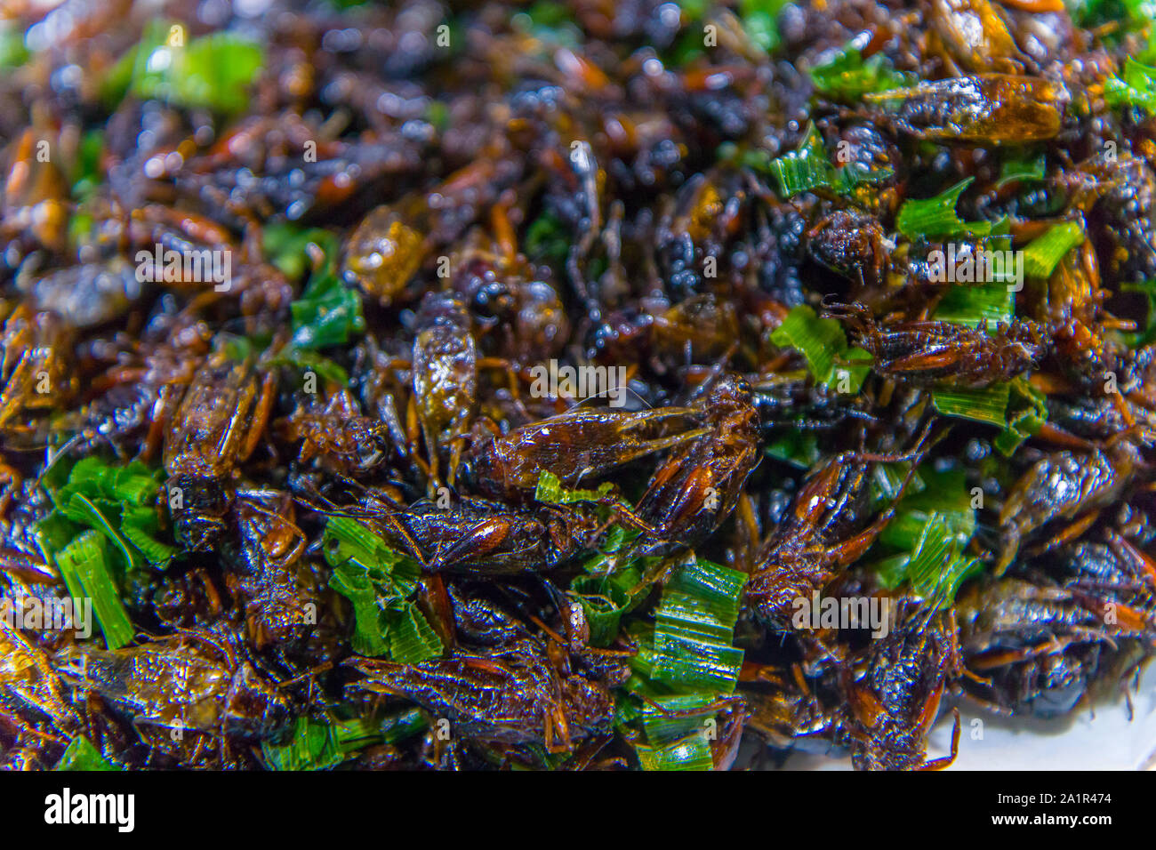 Les insectes frits dans les rues de Chiang Mai en Thaïlande, galerie d'images haute résolution. Banque D'Images