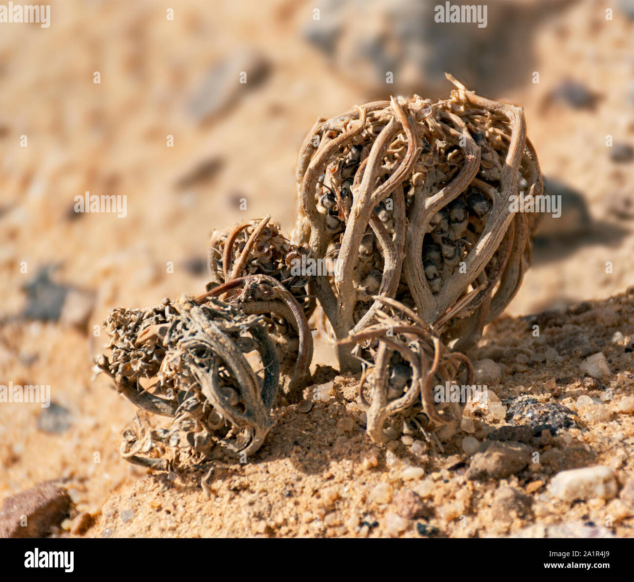 Vraie Rose De Jericho Photos Vraie Rose De Jericho Images