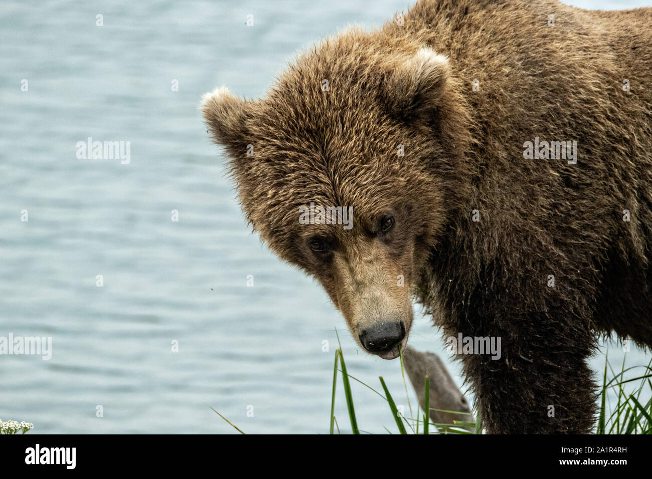 Le plus grand ours et carnivore du monde Banque de photographies et d’images à haute résolution