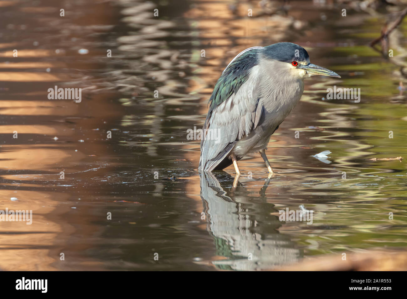 Des profils bihoreau gris (Nycticorax nycticorax), San Francisco, California, United States. Banque D'Images