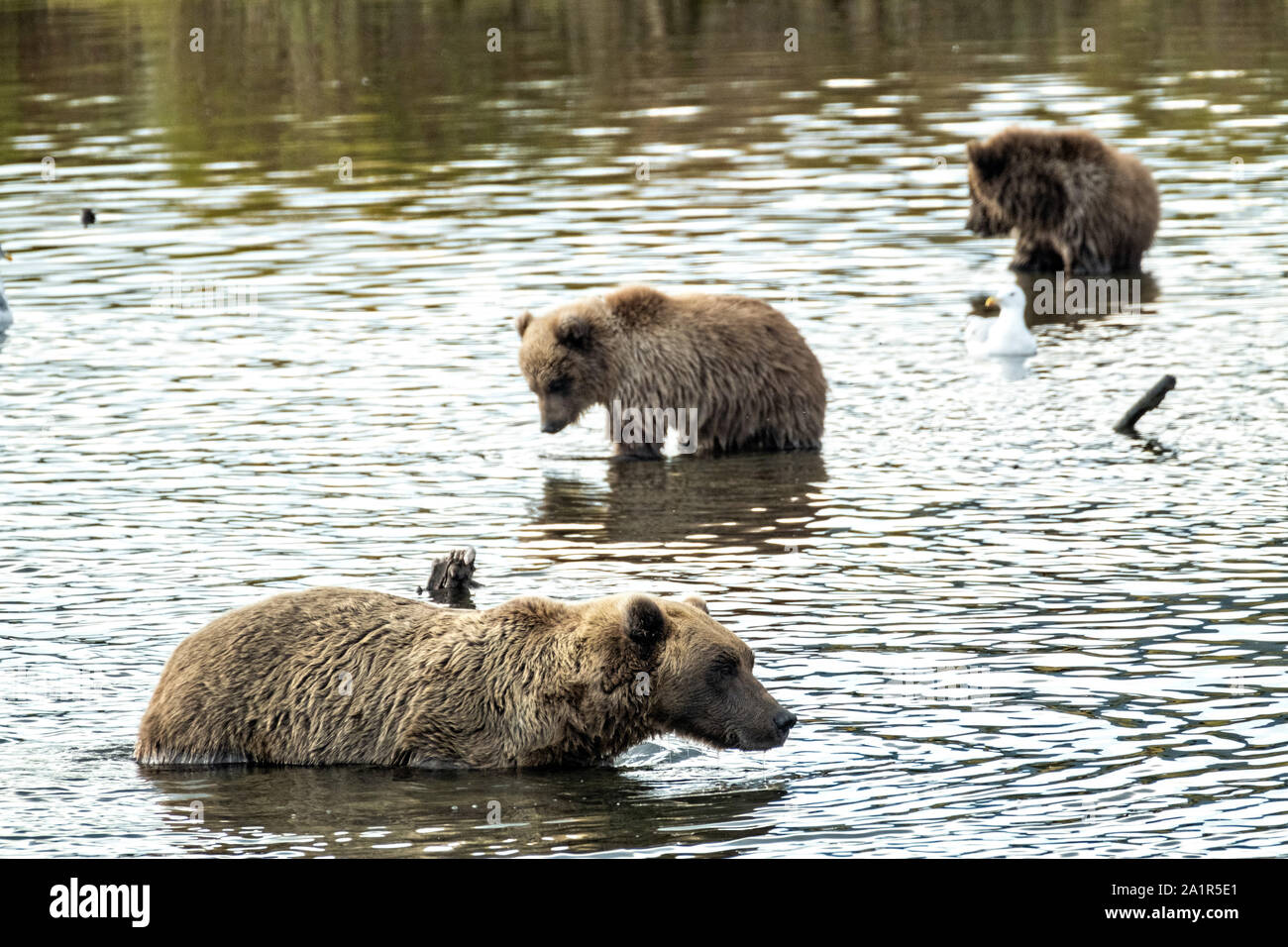 Un Ours brun sow et ses oursons printemps recherchez du saumon dans la lagune de la partie inférieure de la rivière Brooks dans Katmai National Park et préserver le 16 septembre 2019, près de King Salmon, Alaska. Le parc s'étend sur la plus grande des saumons avec près de 62 millions de saumons qui migrent à travers les cours d'eau qui alimente certains des plus grands blancs du monde entier. Banque D'Images