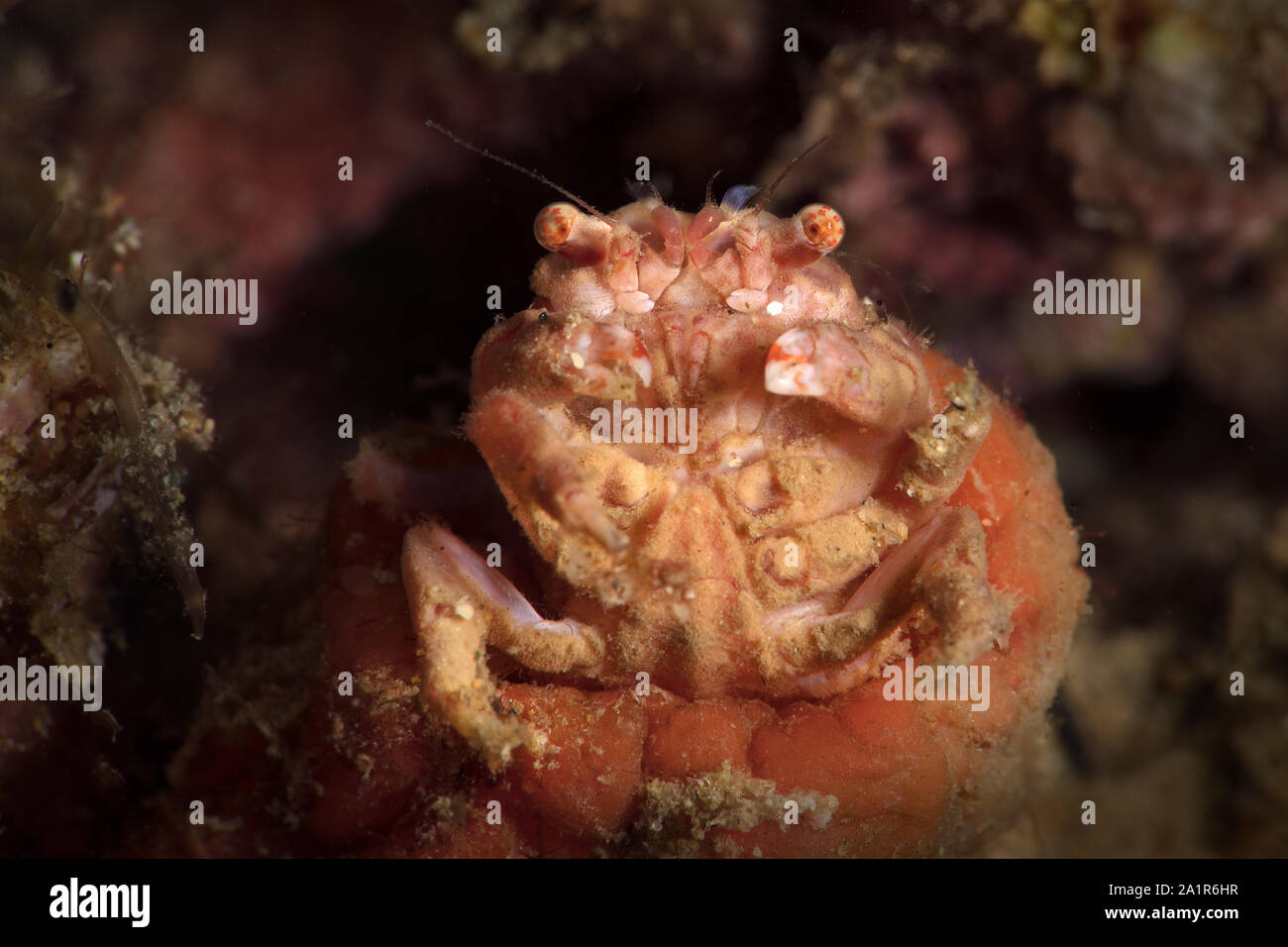 Crabe décorateur. Sous-marines macro photo de plongée sous-marine à Ambon en Indonésie Banque D'Images