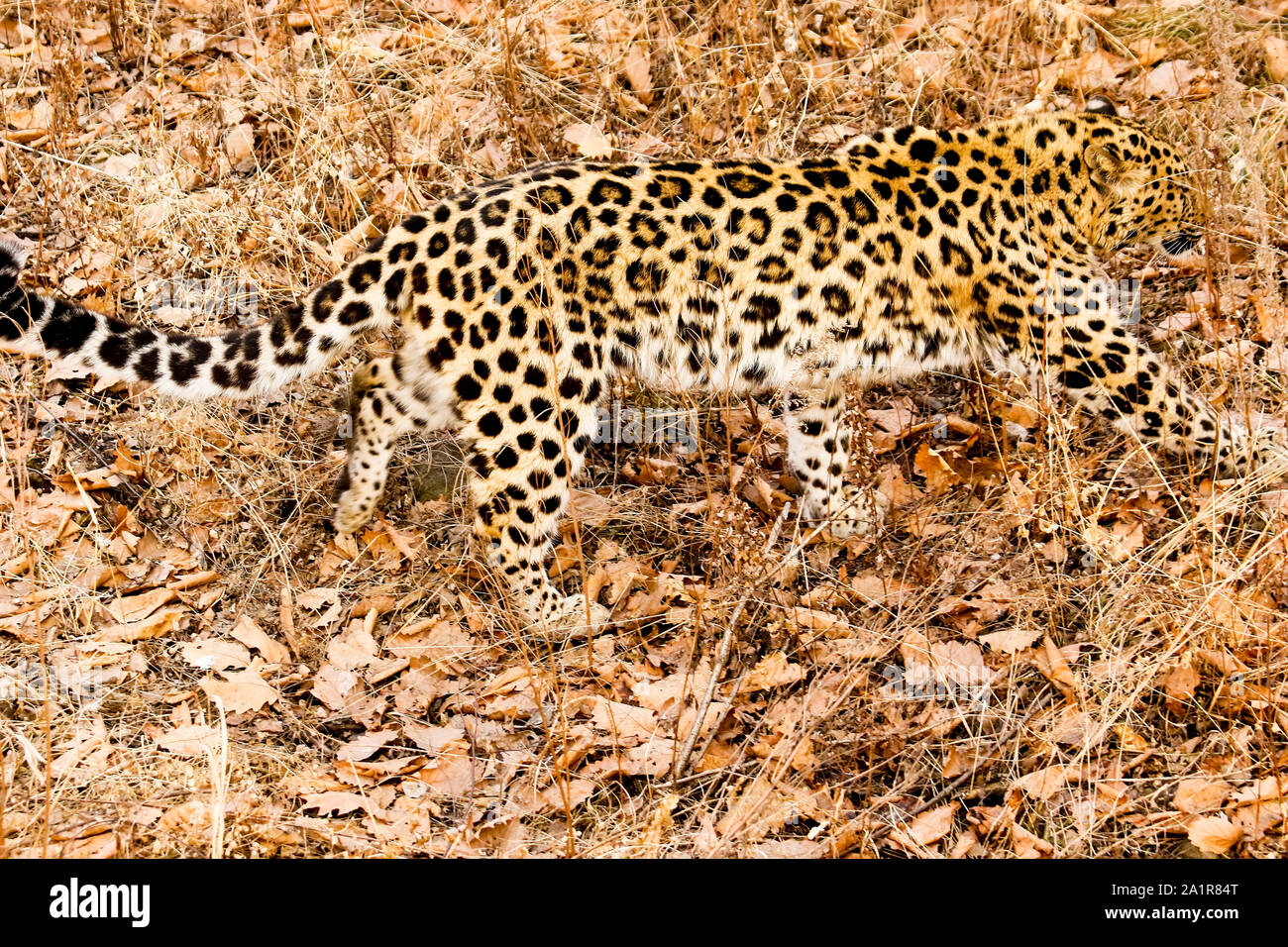 Amur Leopard, Panthera pardus orientalis, Primorsky Krai. La Russie, l'Asie Banque D'Images