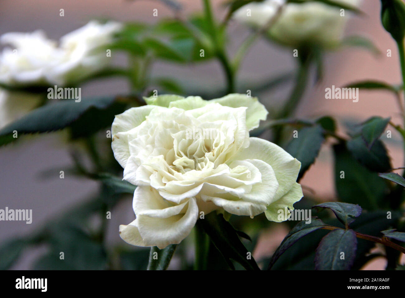 Jolie en blanc mini roses fleurs Banque D'Images