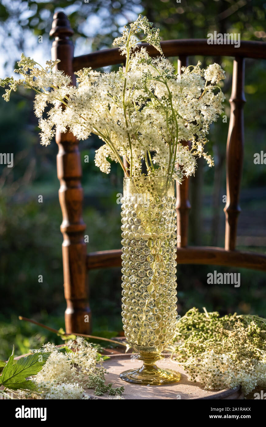 Reine des prés de fleurs dans un vase dans un jardin Banque D'Images