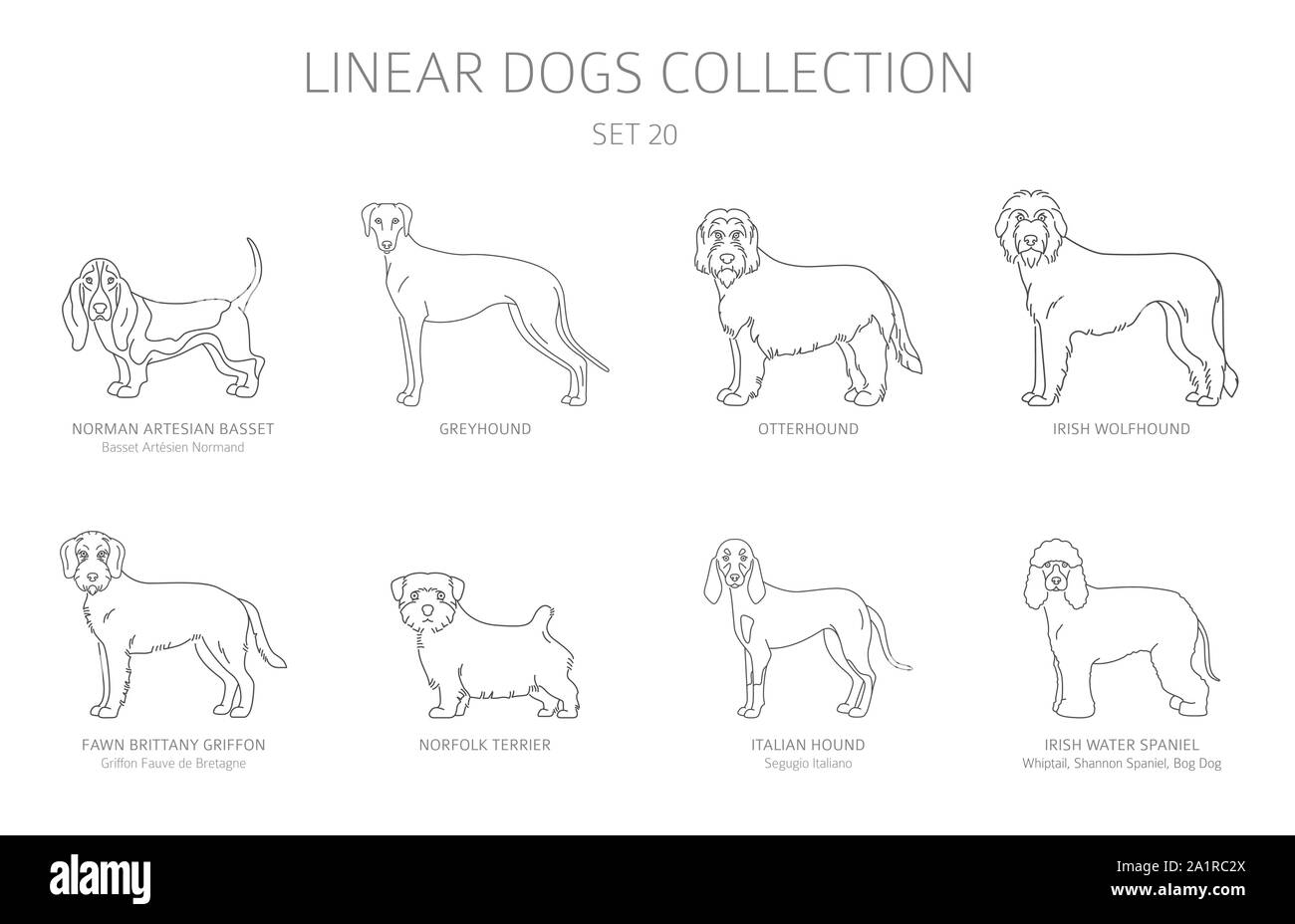 Simple ligne chiens collection isolated on white. Les races de chiens ...