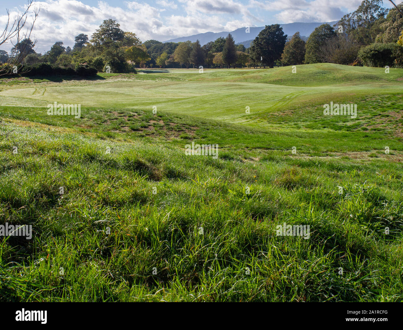 Les verts au Royal Wellington Golf Club Banque D'Images