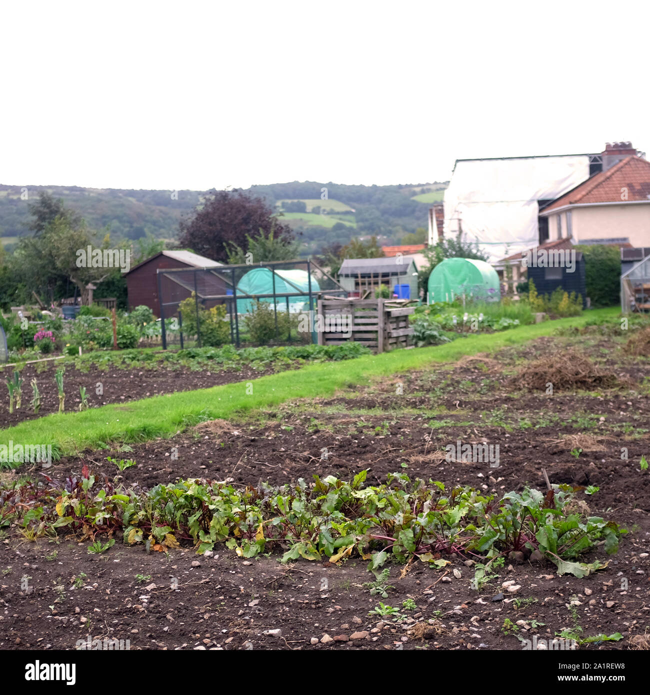 Septembre 2019 - rhubarbe dans un jardin d'attribution Banque D'Images