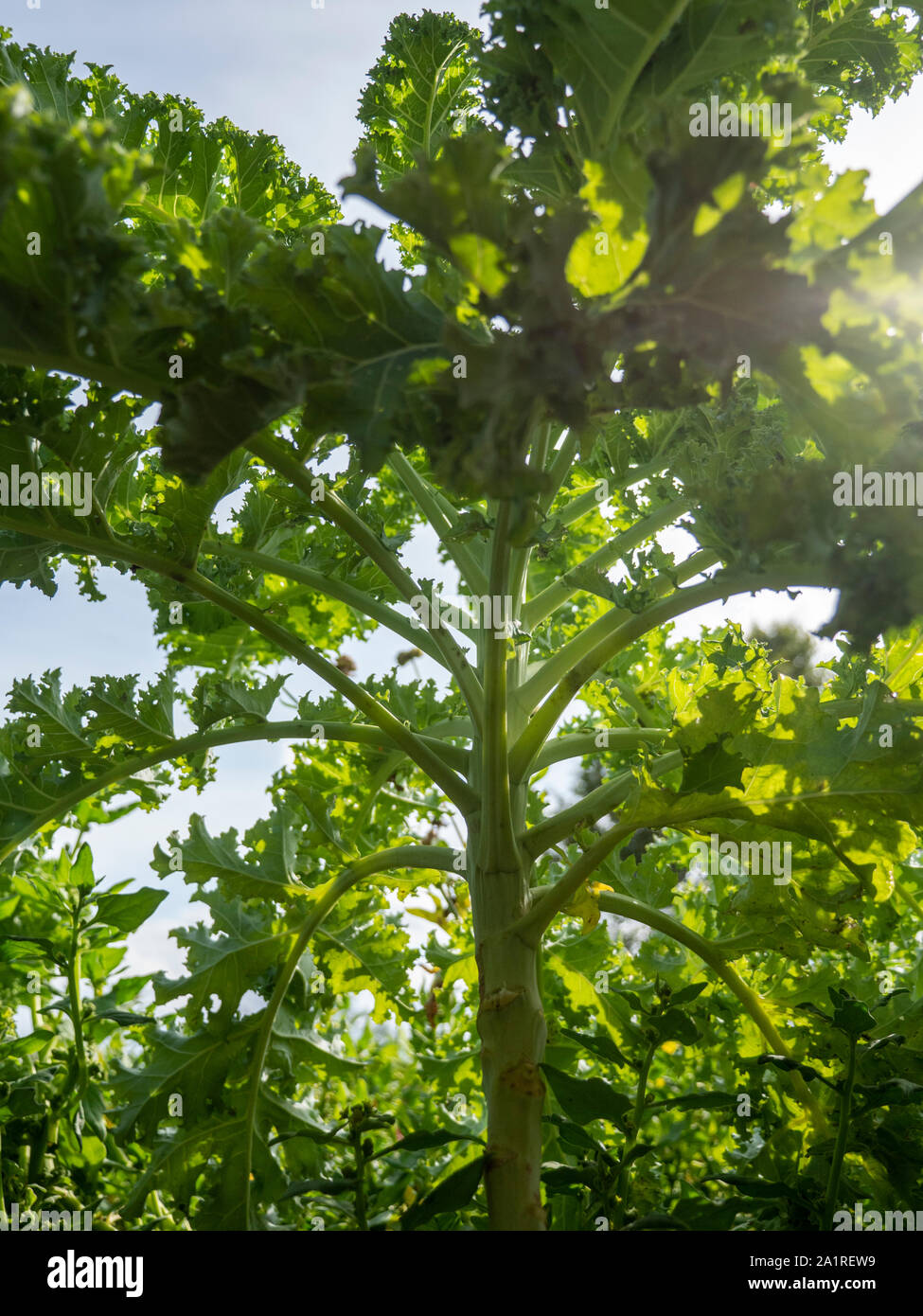 De plus en plus chou frisé dans un potager avec des épinards de Nouvelle-Zélande (Tetragonia tetragonioides) dans l'arrière-plan. Banque D'Images