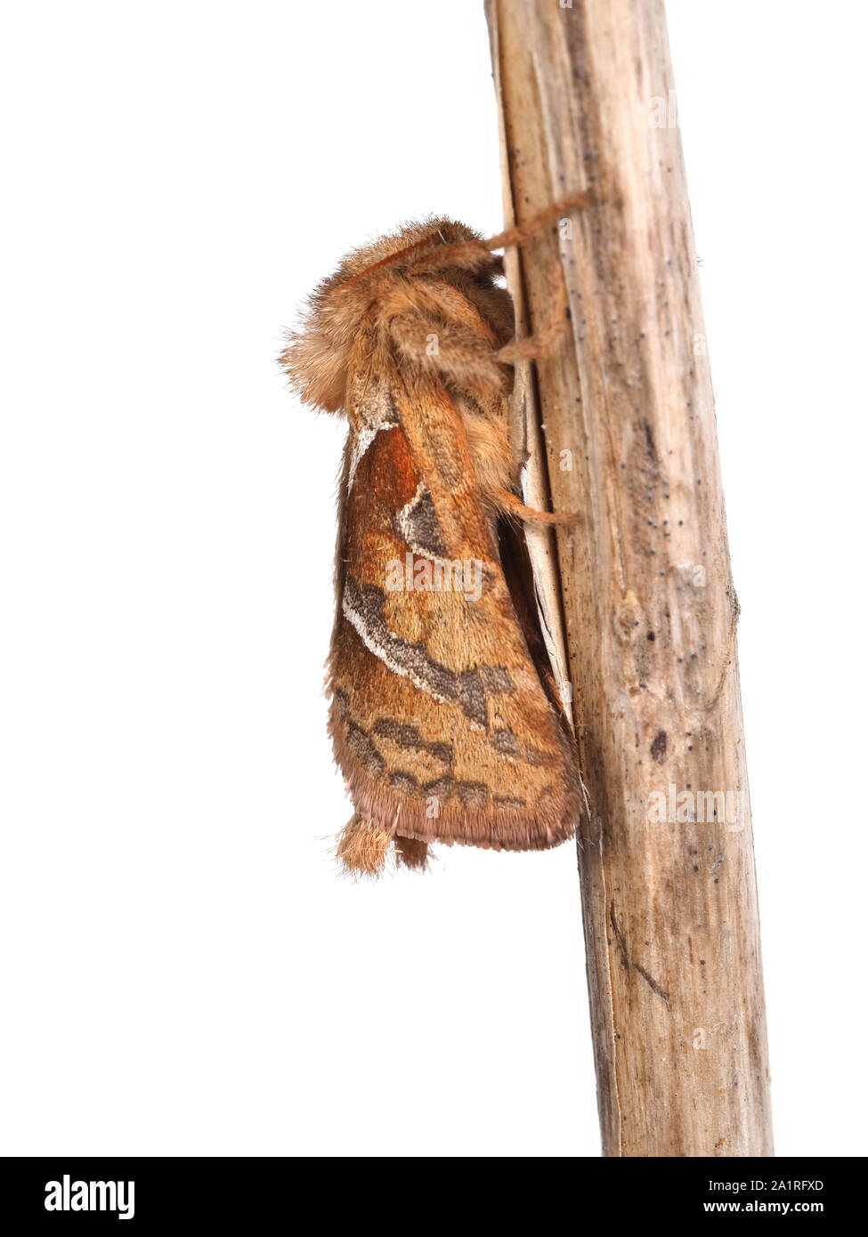 L'espèce d'Orange, Triodia sylvina, studio isolé sur fond blanc. Avec rameau. Banque D'Images