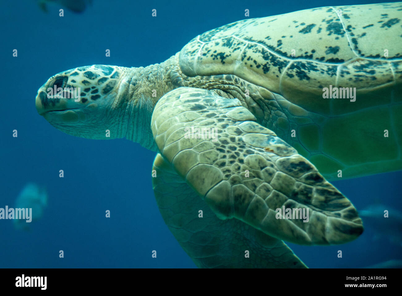 Tortue verte (Chelonia mydas) à l'Aquarium de Géorgie dans le centre-ville d'Atlanta, Géorgie. (USA) Banque D'Images