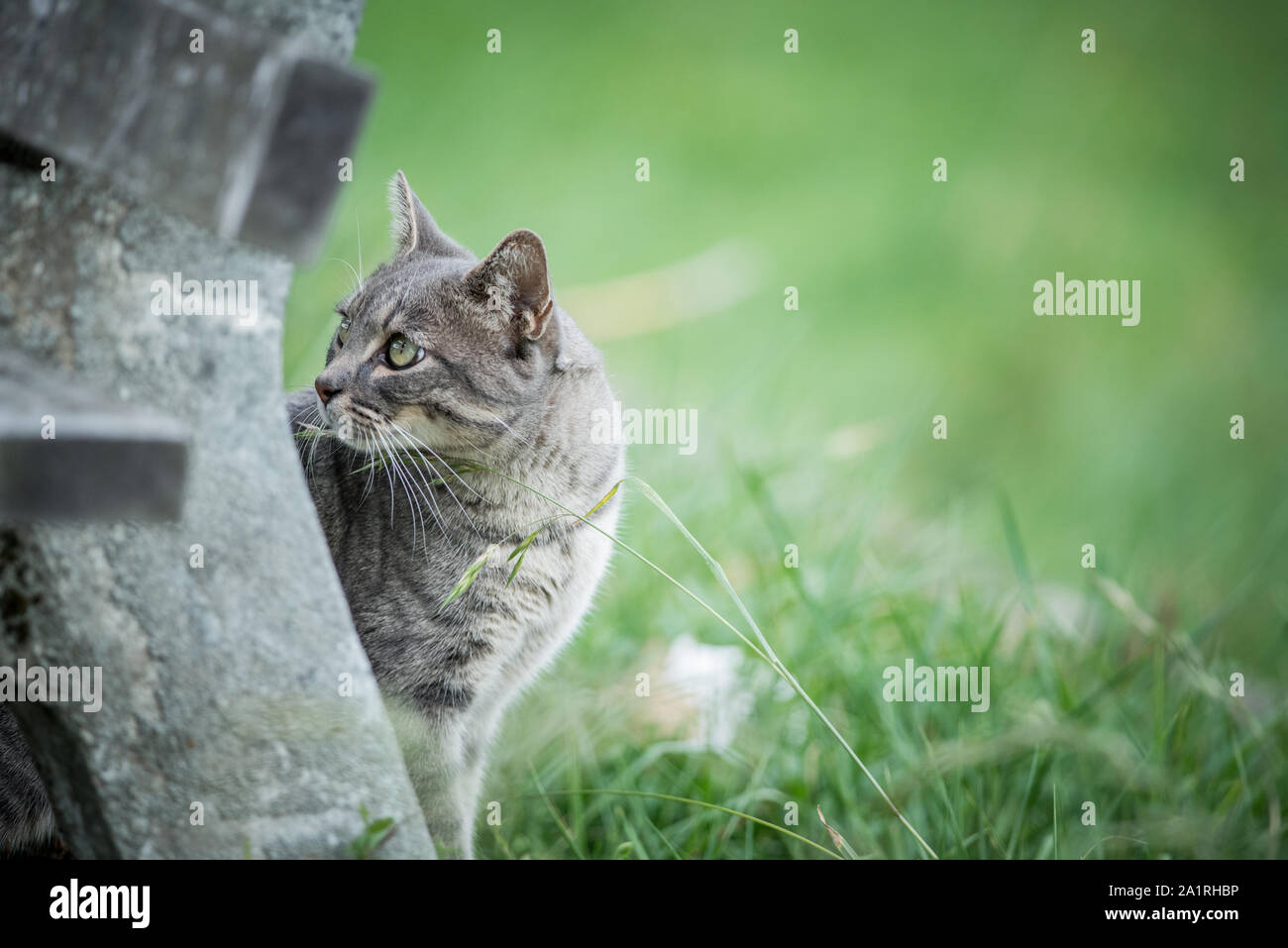 Chat gris aux yeux verts Banque D'Images