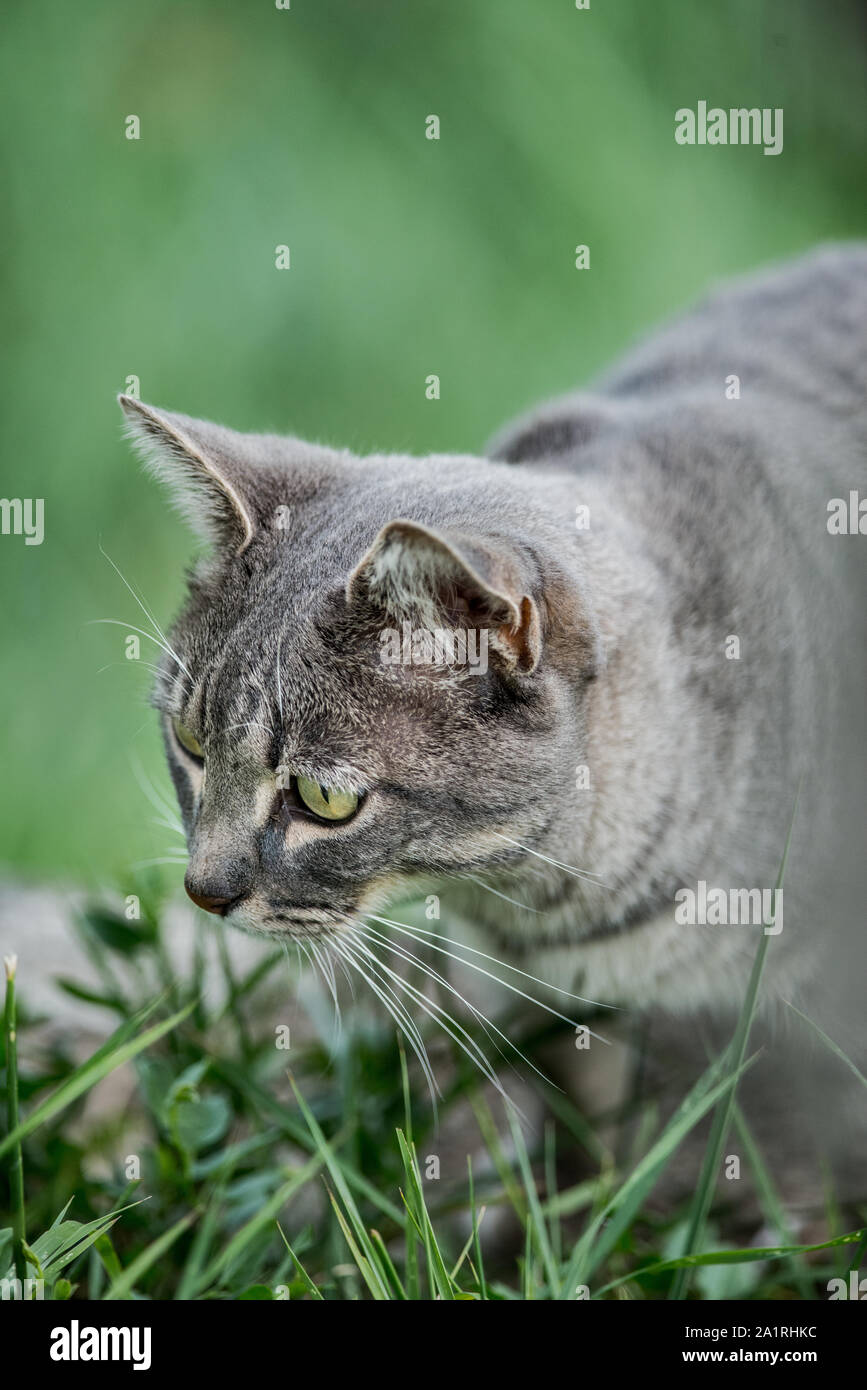 Chat gris aux yeux verts Banque D'Images