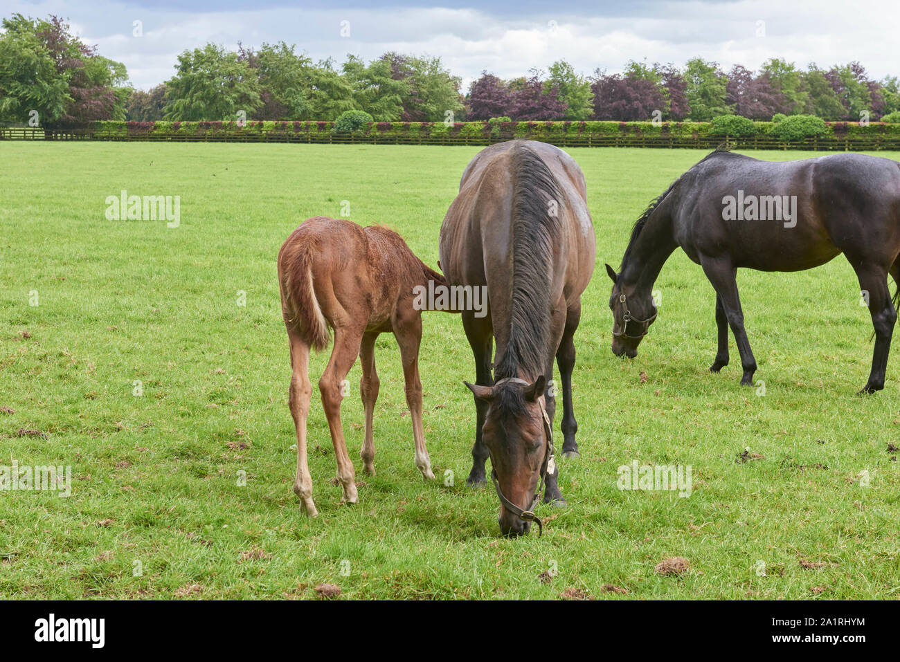 Voyage en Irlande (mai 19-29, 2019) Irish National Stud et les jardins. Kildare Village, comté de Kildare, Irlande Banque D'Images