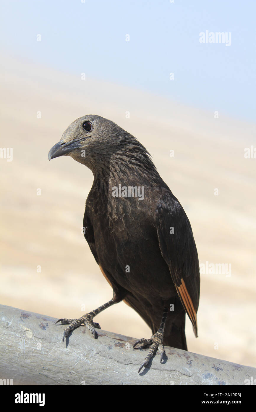 Oiseau Noir crow Banque D'Images