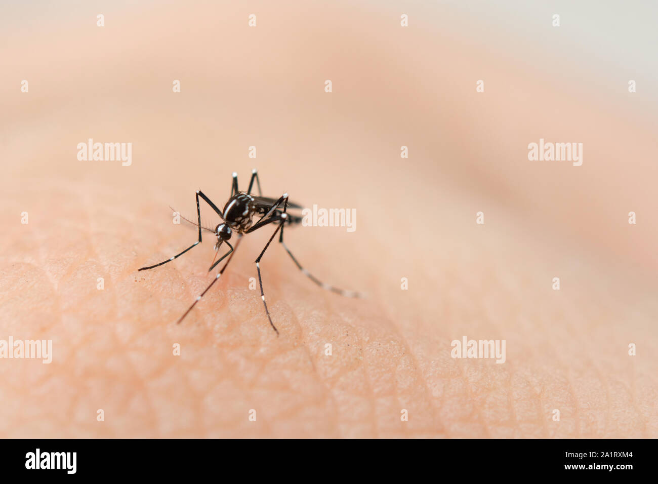 Close up mosquito de sucer le sang de la peau humaine Banque D'Images