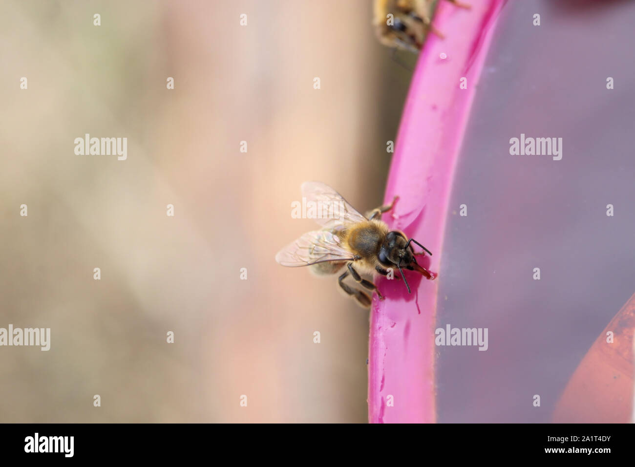 La collecte de l'eau'abeille à miel (Apis mellifera), l'Australie du Sud Banque D'Images