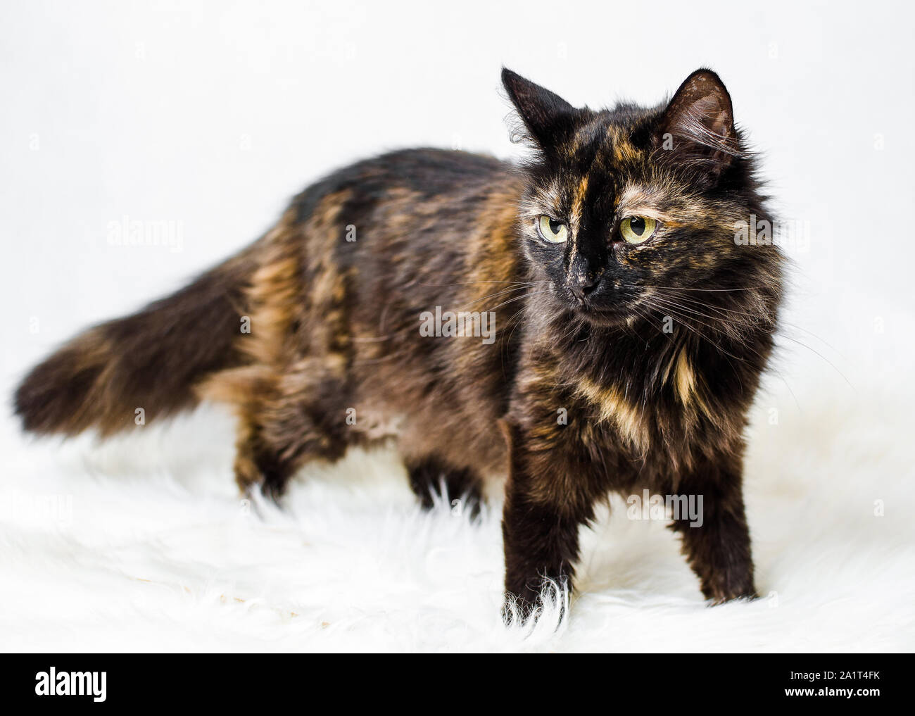 Chat debout sur Femelle écaille de fausse fourrure blanche sur fond clair Banque D'Images