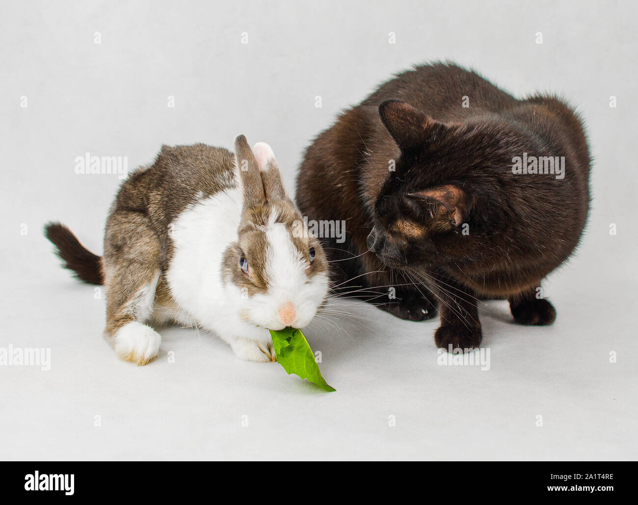 L Alimentation Du Lapin Nain Vert Feuille Avec Chat Noir Sur Fond Blanc Photo Stock Alamy