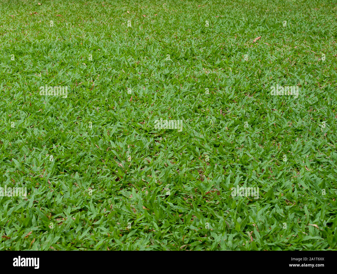 Belle texture de l'herbe verte Banque D'Images