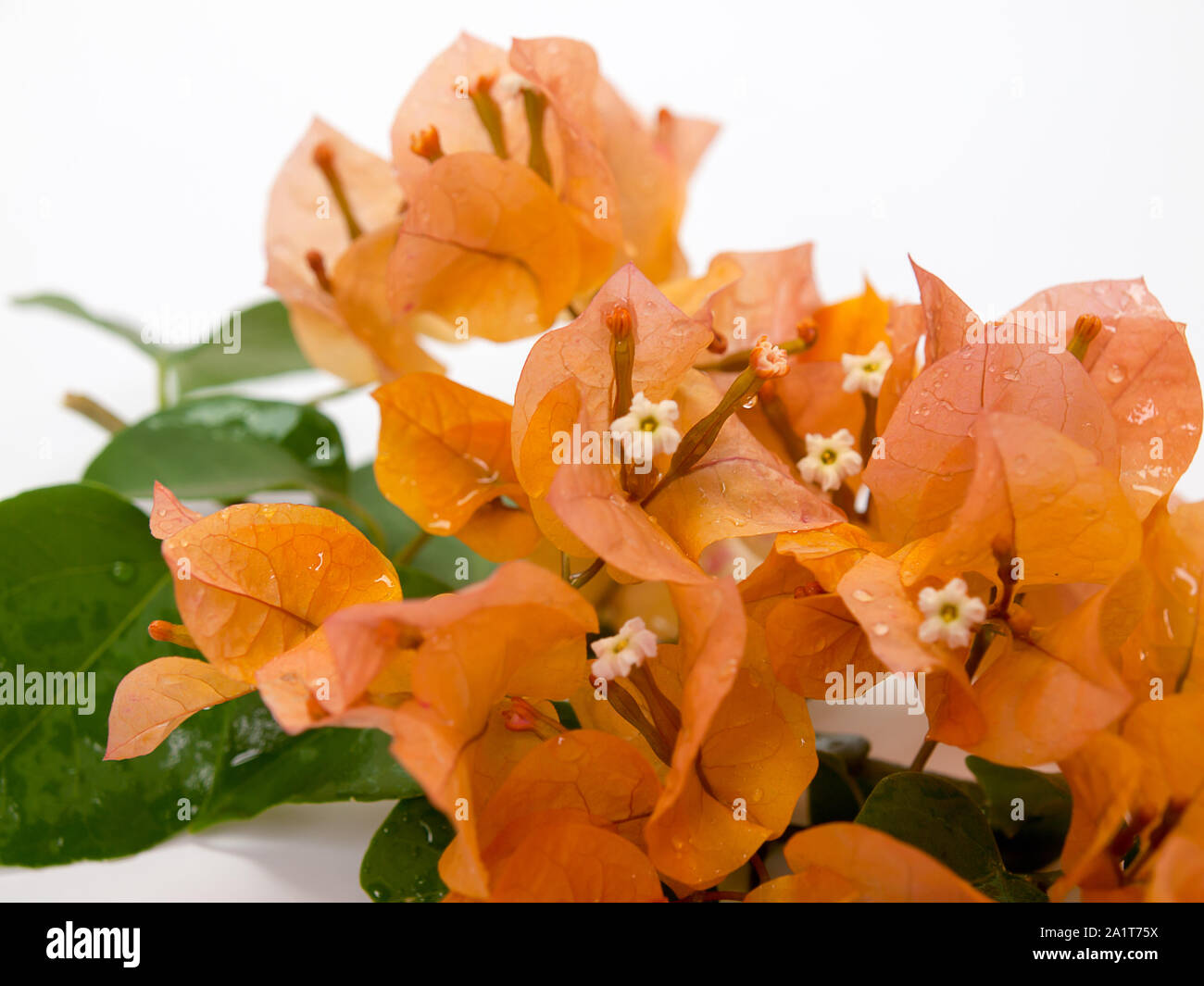 Fleurs de bougainvilliers Orange isolé sur fond blanc Banque D'Images