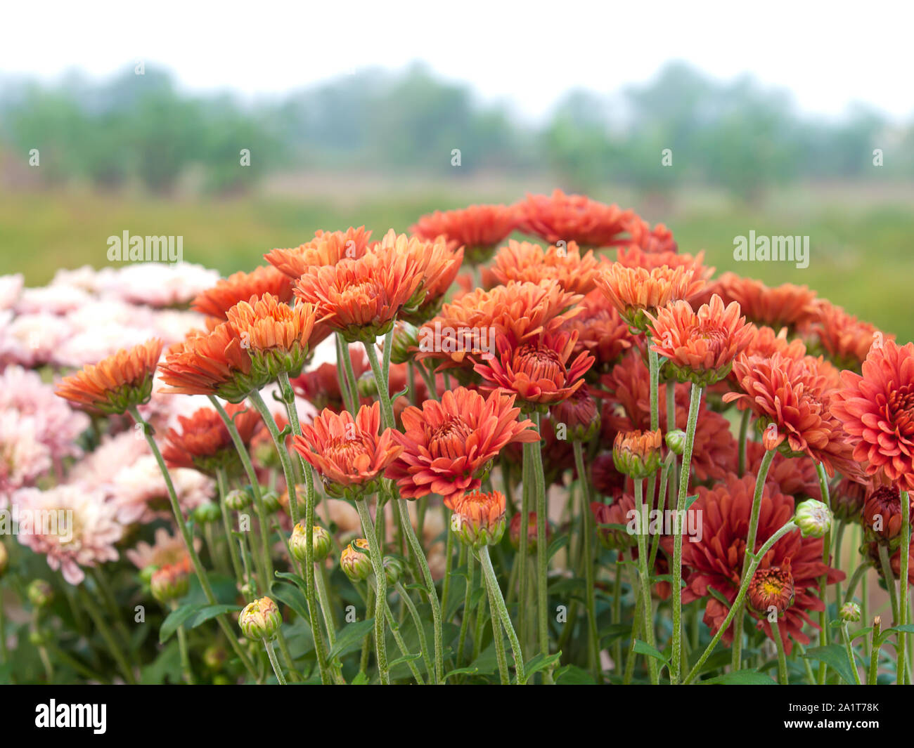 Close up de la couleur des fleurs de chrysanthème Banque D'Images