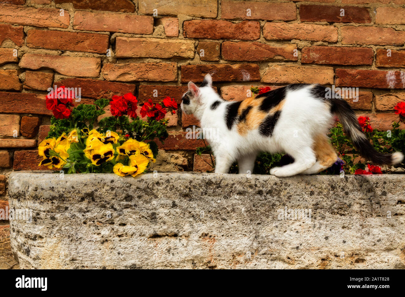 Chat debout dans une jardinière de fleurs. Mur arrière-plan. Banque D'Images