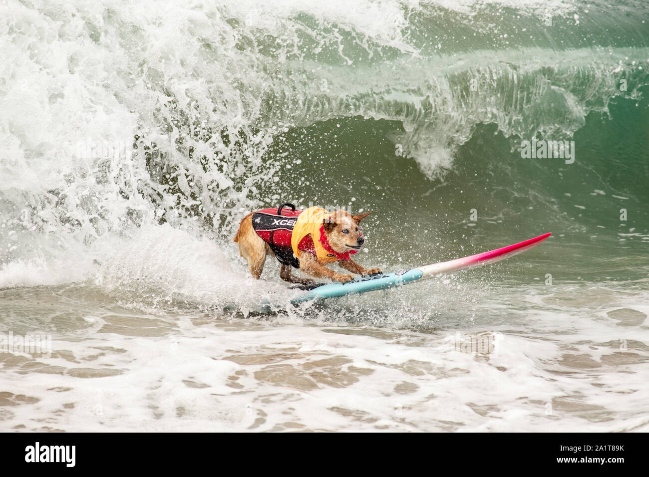 Huntington Beach, CA, USA. Septembre 28, 2019. Skyler dans le livre blanc de lavage. Crédit : Ben Nichols/Alamy Live News Banque D'Images