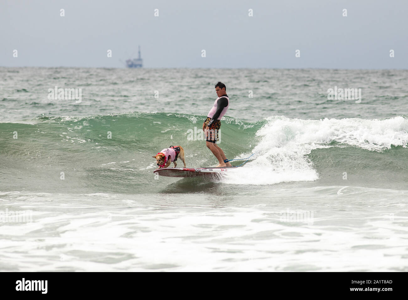 Huntington Beach, CA, USA. Septembre 28, 2019. Skyler rides avec le propriétaire d'Homère. Crédit : Ben Nichols/Alamy Live News Banque D'Images