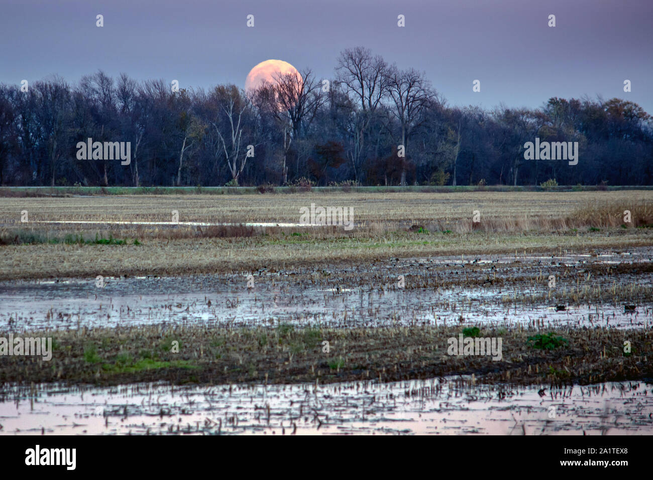 La pleine lune se lève au-dessus d'un champ agricole inondées en Indiana USA, parsemé de canards sauvages et a récemment réduit les tiges de maïs Banque D'Images