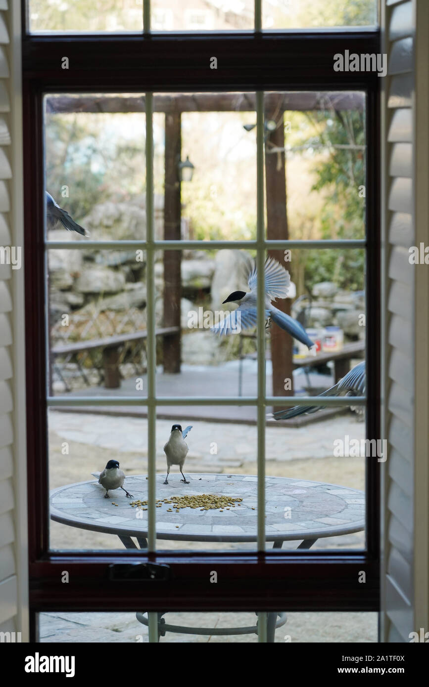 Les oiseaux à l'extérieur de la fenêtre Banque D'Images