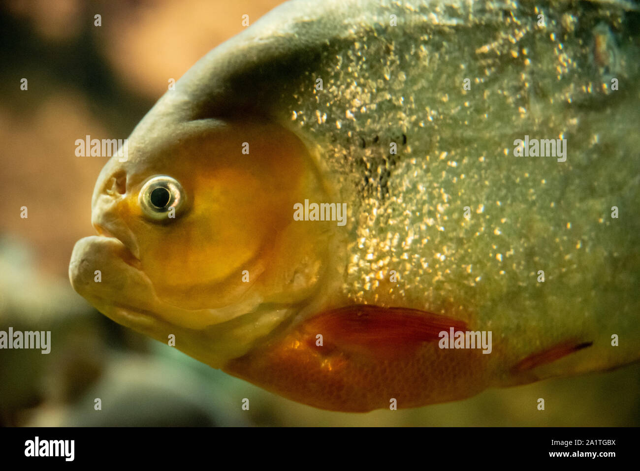 Pygocentrus nattereri piranha (rouge), un carnivore prédateurs indigènes dans le bassin de l'Amazone, à l'Aquarium de Géorgie dans le centre-ville d'Atlanta, Géorgie. Banque D'Images