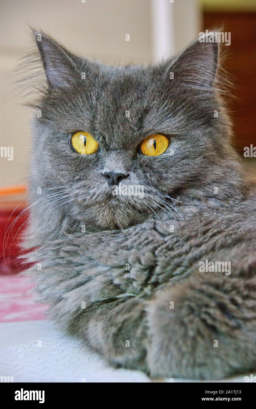 Chat persan avec les yeux jaunes et de droit. Banque D'Images