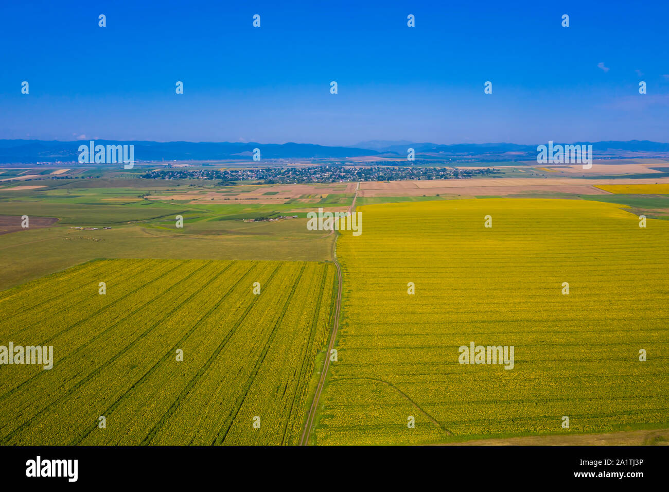 Vue aérienne de champs de tournesols et paysage d'été en milieu rural Banque D'Images