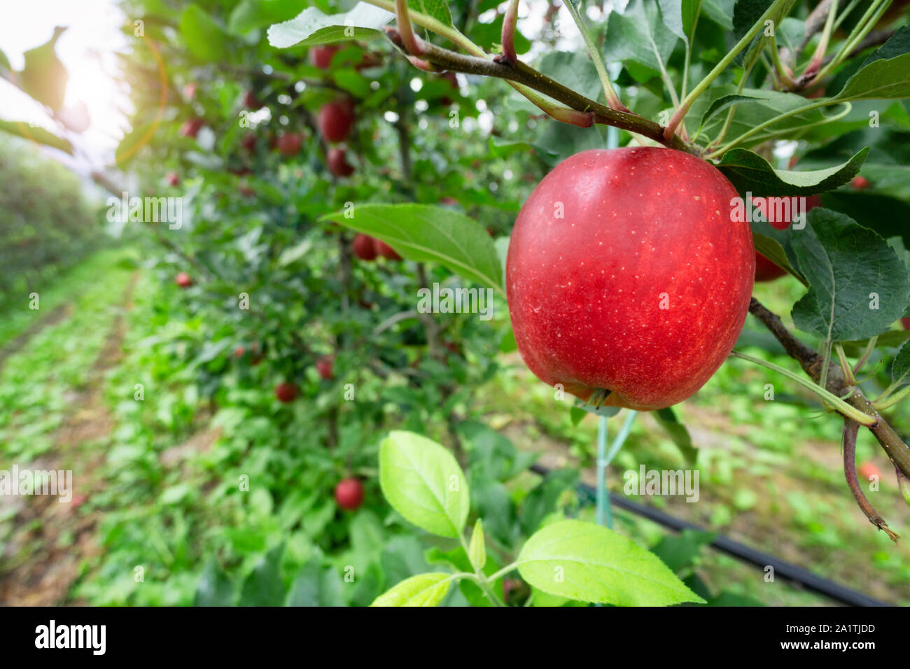Red apple orchard en automne Banque D'Images