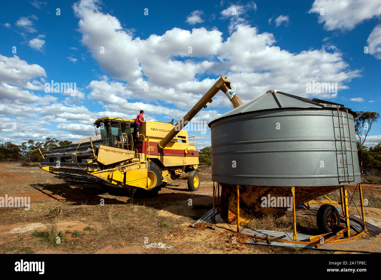 Les transferts d'un agriculteur de son grain 587 Massey Ferguson harvester dans une rubrique silo sur sa propriété à Kringin broadacre en Australie du Sud, Australie. Banque D'Images