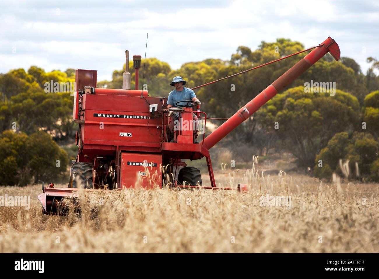 Un agriculteur récoltant un paddock broadacre de blé à l'aide d'une récolteuse à Massey Ferguson 587 Kringin dans l'état d'Australie-Méridionale en Australie. Banque D'Images