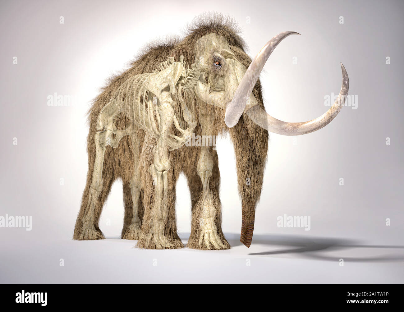 Le mammouth 3d illustration réaliste avec effet fantôme squelette en perspective, vu de l'avant. Sur fond blanc et abandonné l'ombre. Banque D'Images