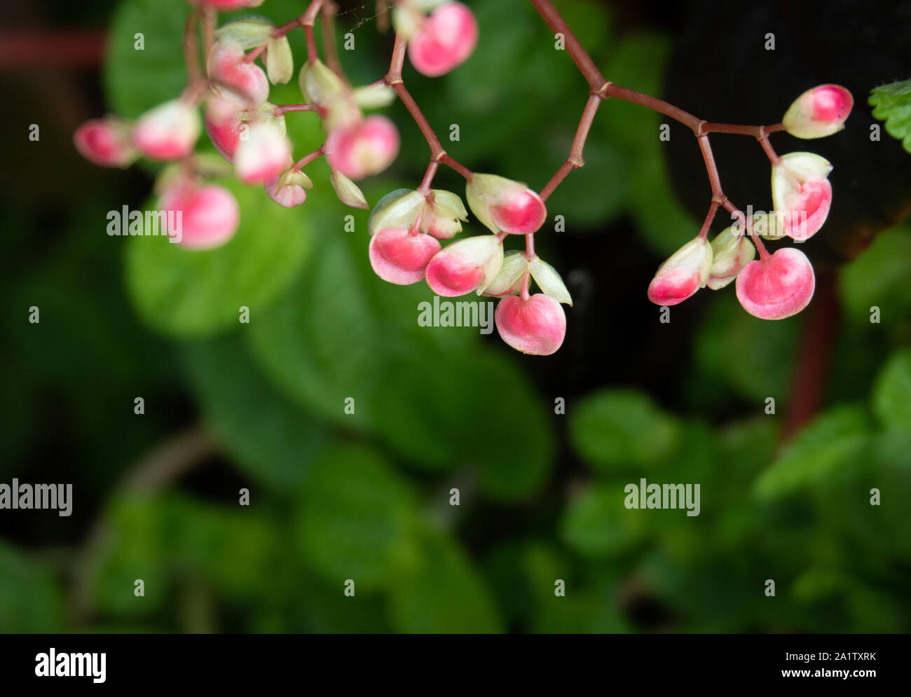Gros plan de bourgeons de fleurs de bégonia roses et blanches sur des tiges rougeâtres, sur fond de feuillage vert flou, la beauté des fleurs tropicales non ouvertes. Banque D'Images