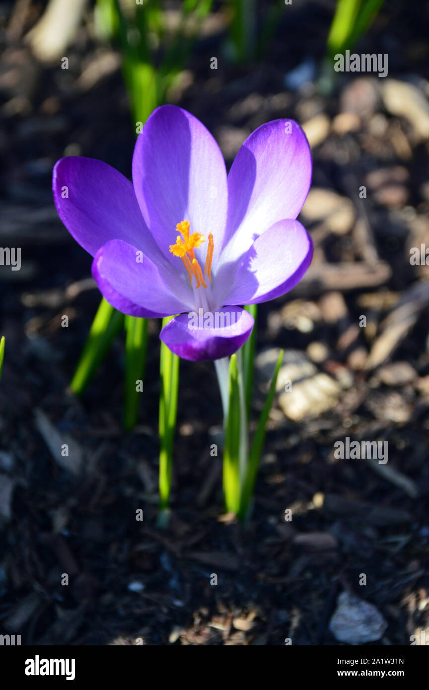 Bleu lavande/Crocus 'Grand Maître' fleur poussant dans une frontière à RHS Garden Harlow Carr, Harrogate, Yorkshire. Angleterre, Royaume-Uni. Banque D'Images