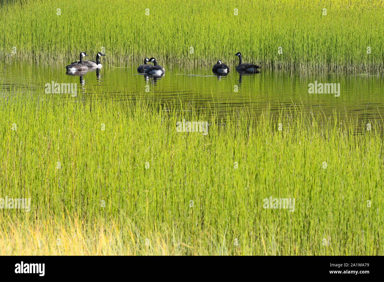 Les oies sauvages dans un marais, le Nord du Québec, Canada Banque D'Images