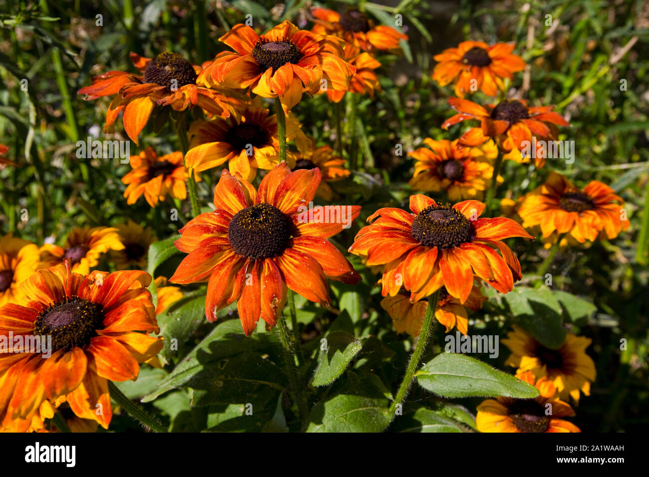 Rudbeckia jaune et orange (jaune) Summerina en fleur au milieu de l'été. Août, Angleterre, Royaume-Uni Banque D'Images