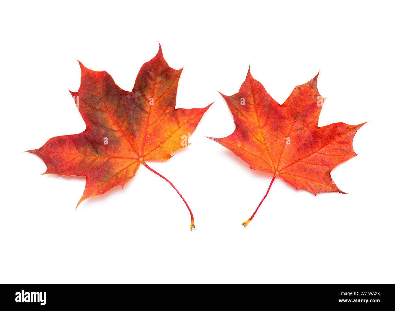 Deux feuilles d'érable rouge, l'automne Feuille d'érable isolé sur fond blanc, Vue du dessus Banque D'Images