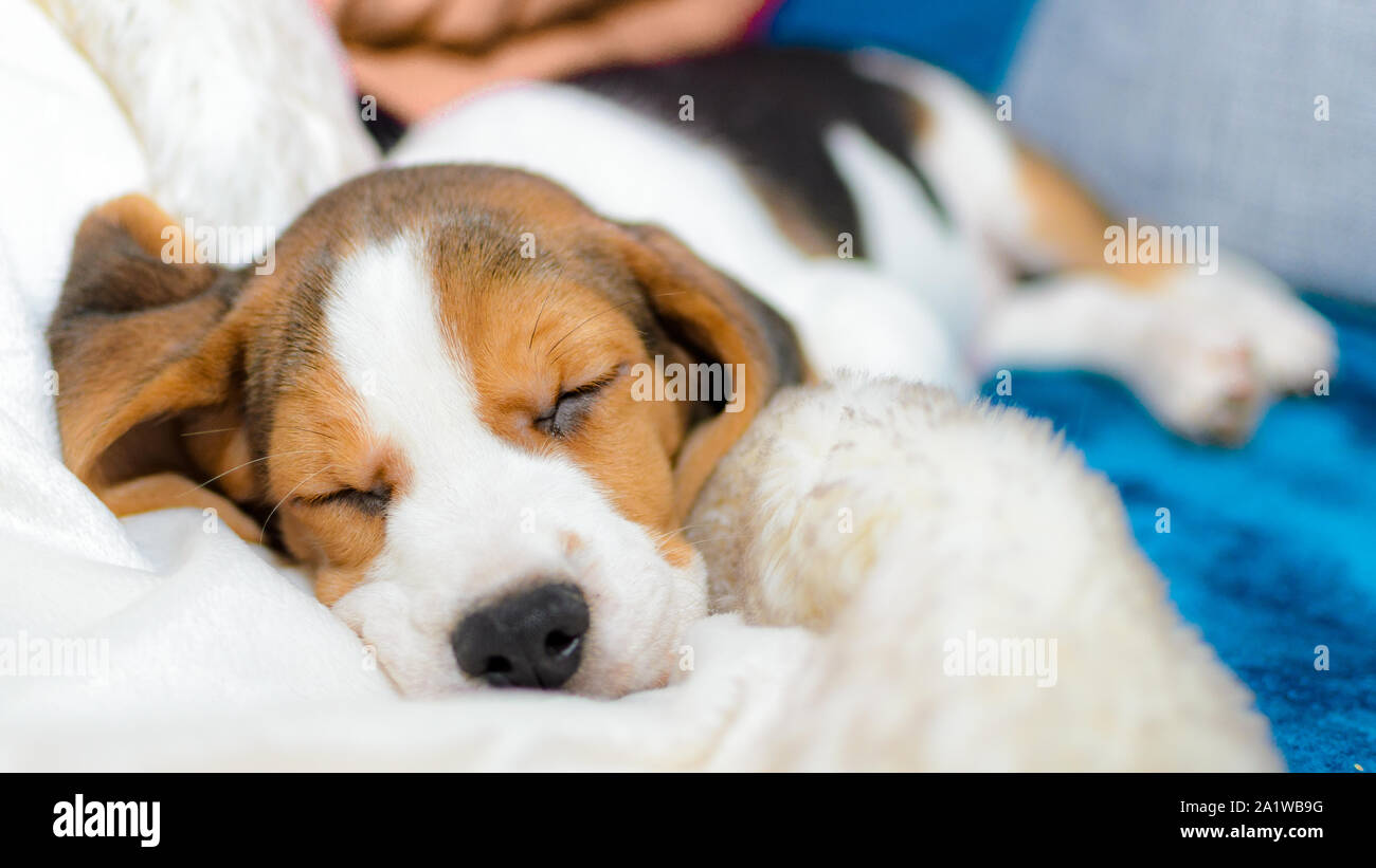 Couchage chiot Beagle Banque D'Images