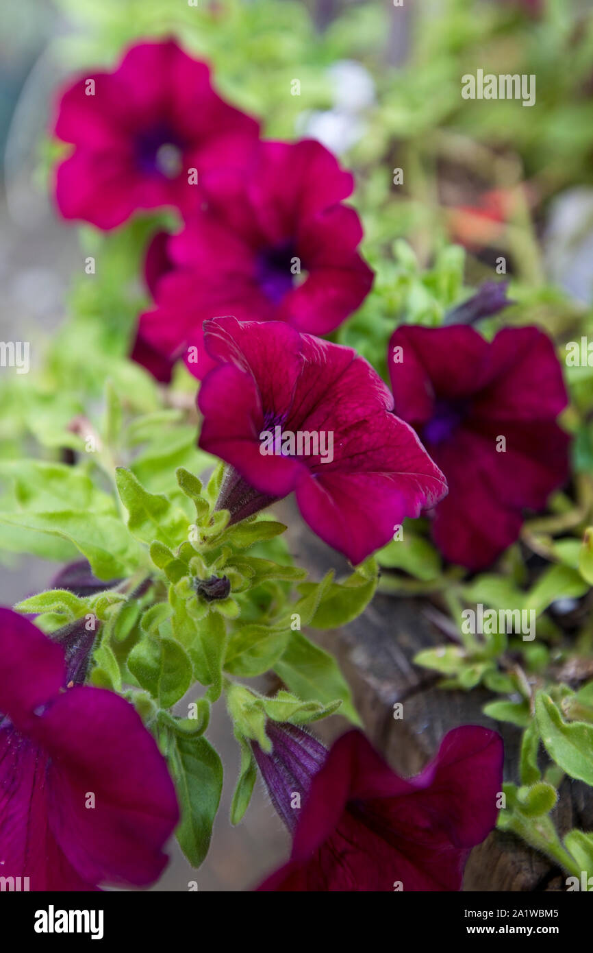 Pétunia F1 Onde de choc Deep Purple en été, UK Banque D'Images