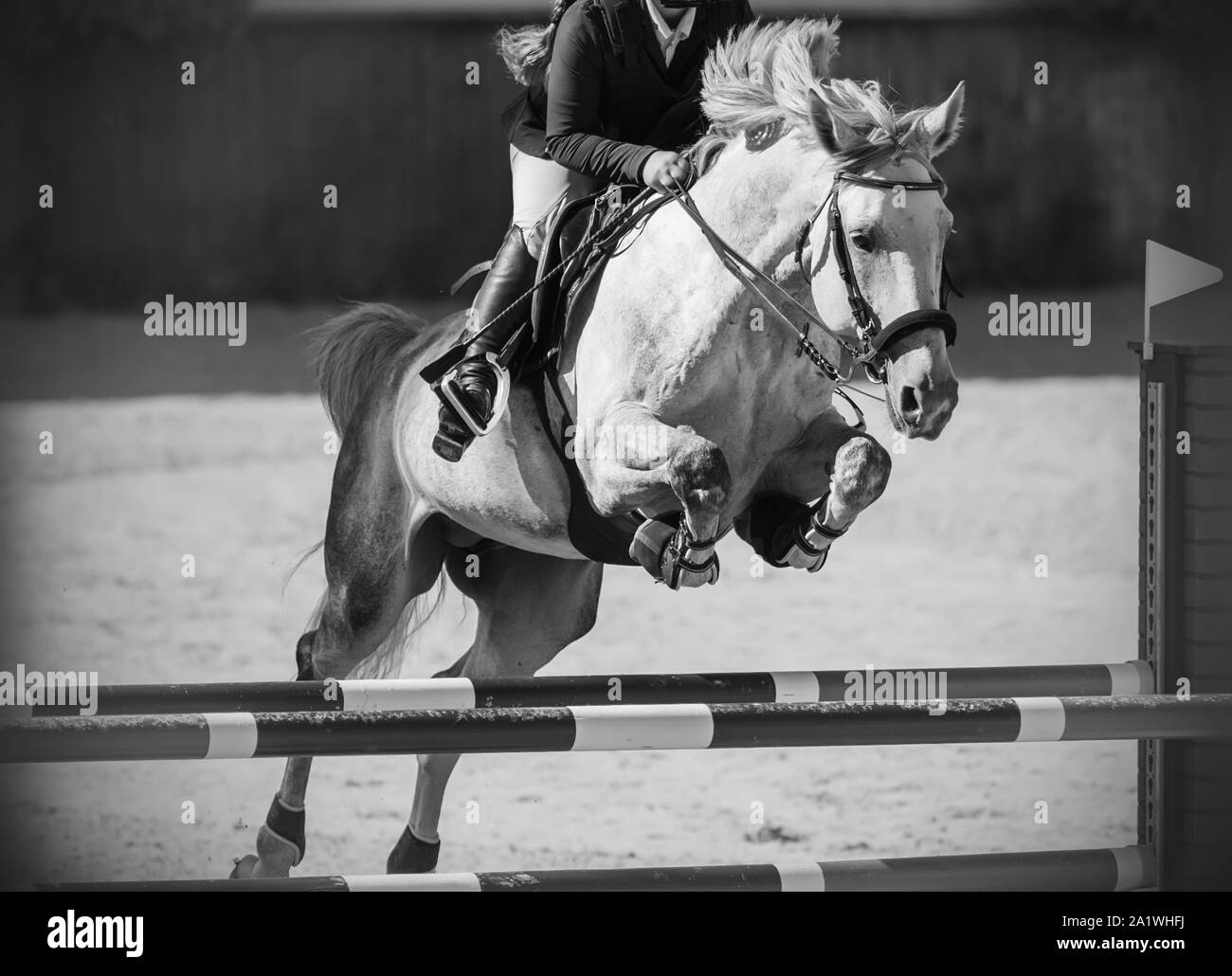 Image en noir et blanc d'un cheval blanc à la crinière et la queue, qui saute par dessus une barrière élevée avec un cavalier en selle. Banque D'Images