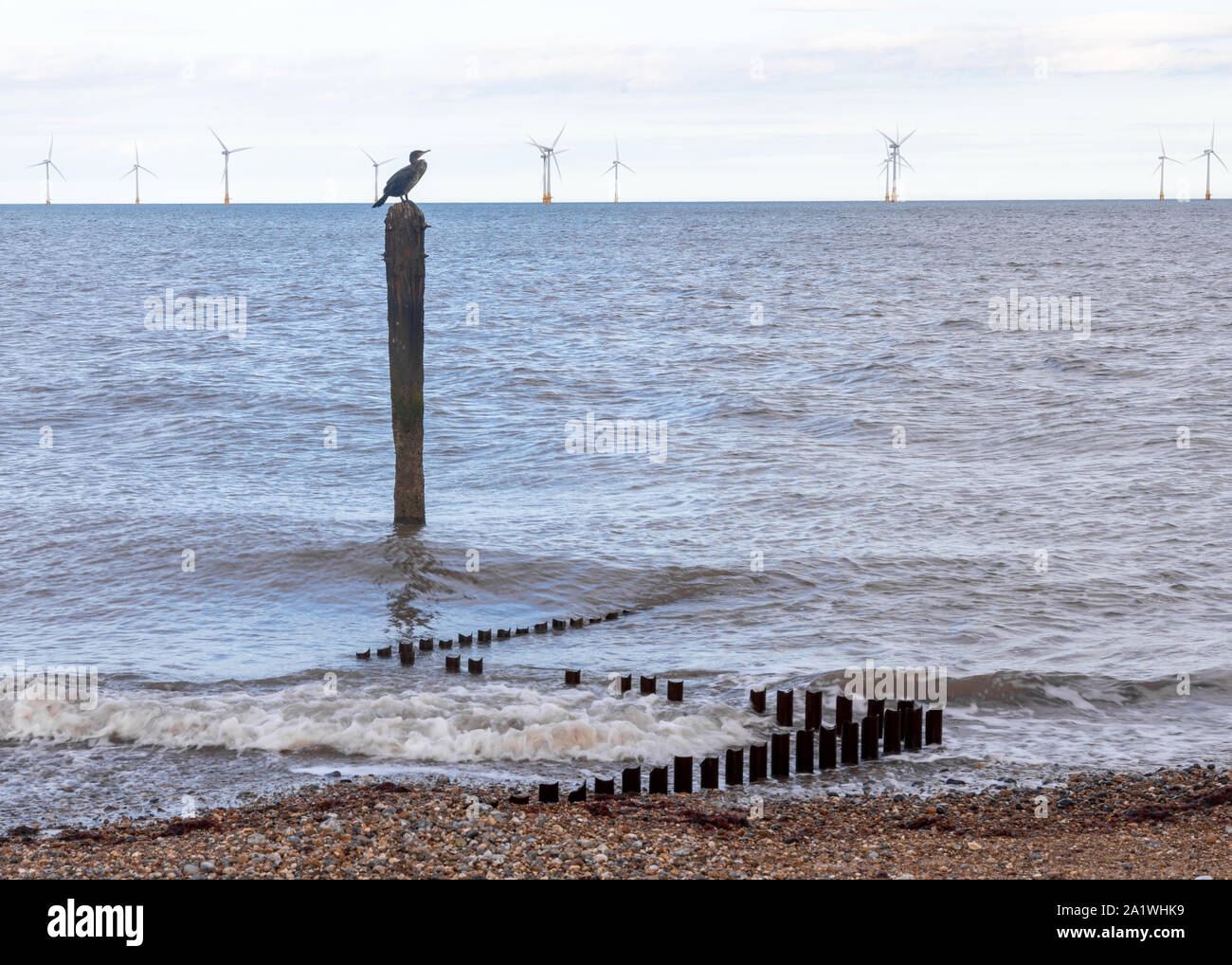 Aigrettes assis sur le dessus d'un poste dans la mer sur la plage de Caistor, Norfolk et éoliennes dans l'arrière-plan en ce qui concerne la distance à la mer. Banque D'Images