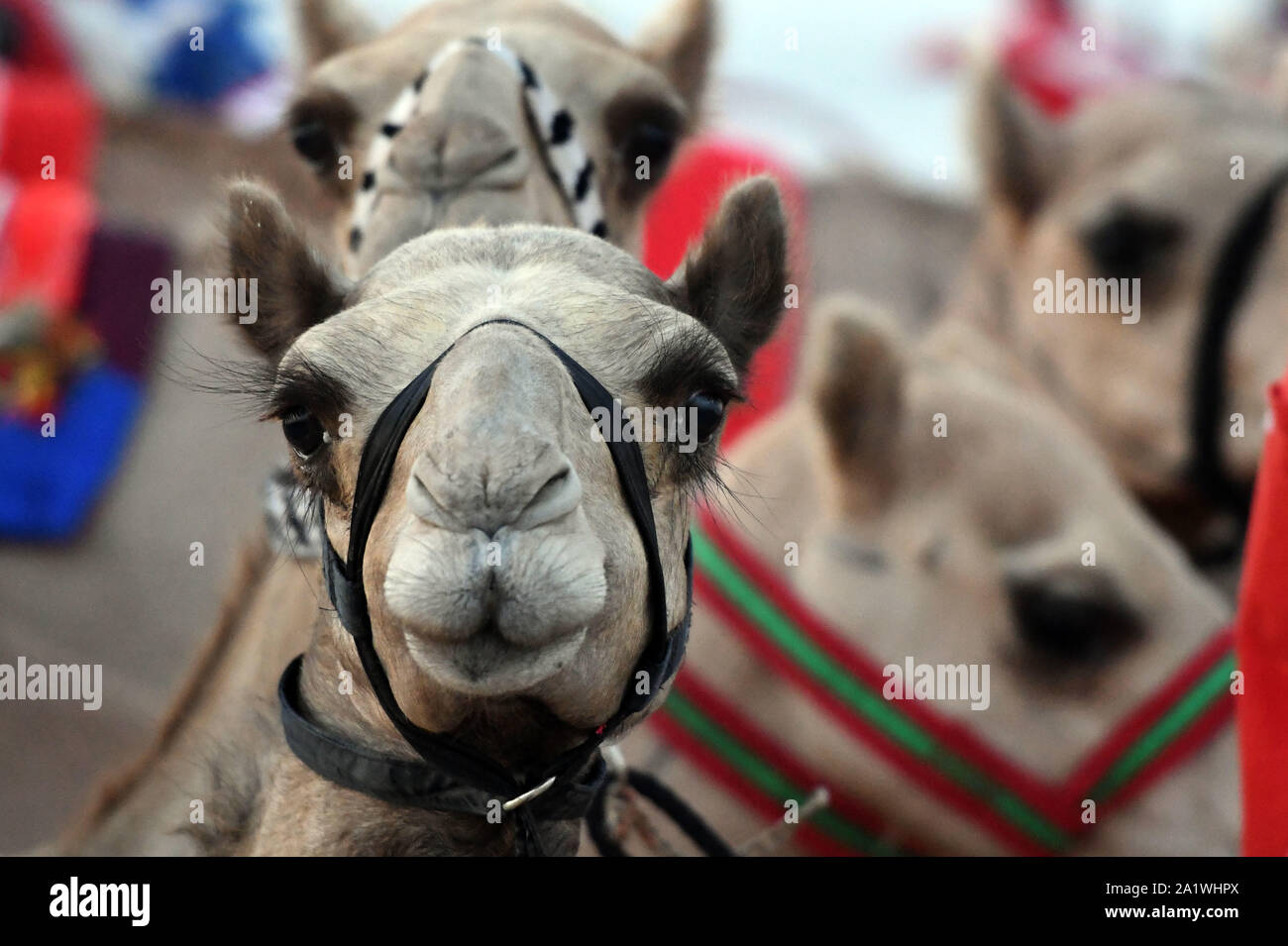 Al Ahmadi, le Koweït. 28 Sep, 2019. Les chameaux d'attendre à participer à une course dans le gouvernorat d'Al Ahmadi, le Koweït, le 22 sept., 201928. Course de chameaux amour koweïtiens, qui est un événement sportif très populaire au Koweït. Credit : Ghazy Qaffaf/Xinhua/Alamy Live News Banque D'Images